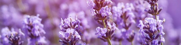 Oli Erboristici - guida completa 5 LAVANDA