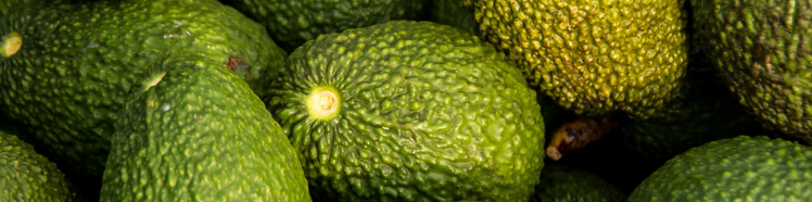 Oli Puri 100% - guida completa 3 avocado