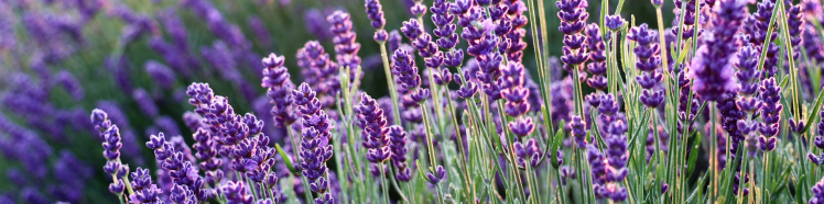 Oli Essenziali - guida completa 9 lavanda 1