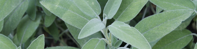 Oli Essenziali - guida completa 12 salvia